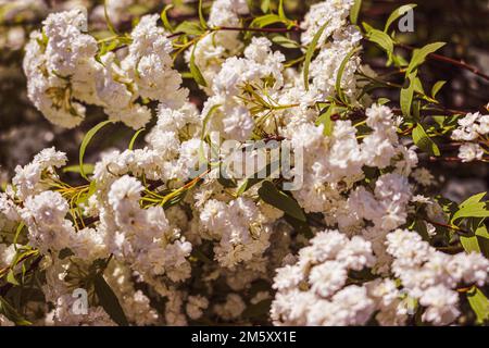Reeve`s spiraea in bloom. Photographed at the arboretum in Budapest. Stock Photo